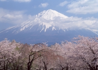Mt.Fuji and Sakura