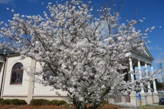 Cherry blossoms in full bloom