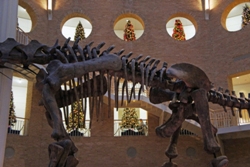 Fernbank1