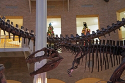 Fernbank2