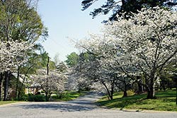 Cherry Trees