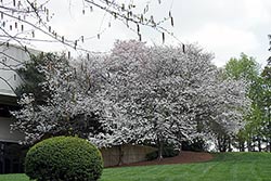 Cherry Trees