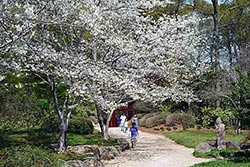 Cherry Trees